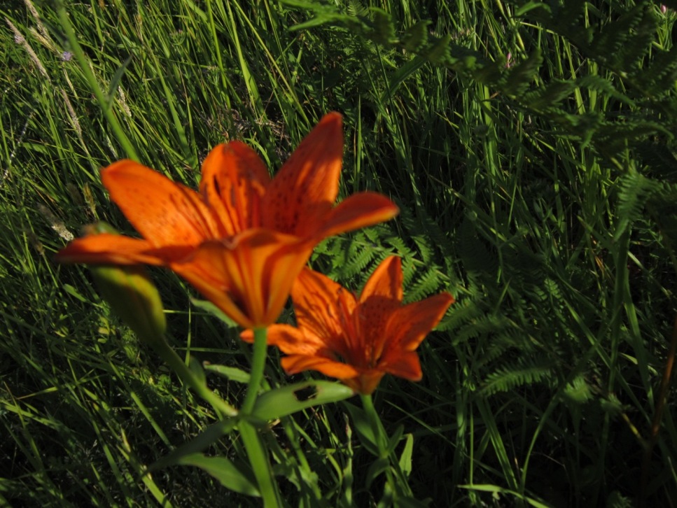 di nuovo sui gigli rossi....Lilium bulbiferum